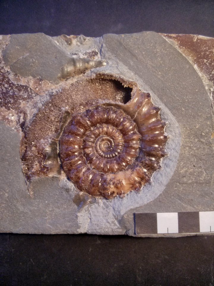 Microderoceras birchi