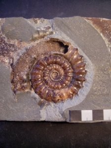 Microderoceras birchi