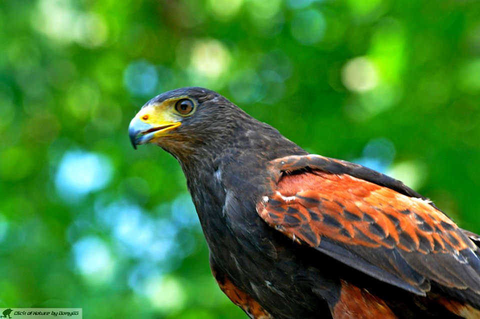 DAM2103 - Poiana di Harris (Parabuteo unicinctus)