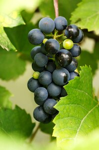 Fruit food grapevine