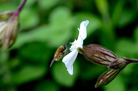 Compagnon blanc