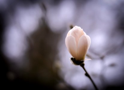 Magnolia opening photo