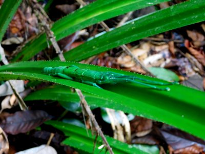 Peppermint stick insect
