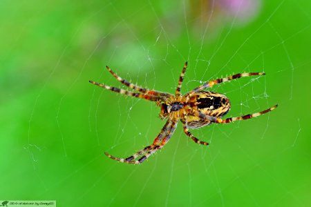 DAM2002 - Araneus diadematus