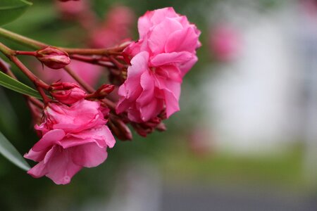 Pink flower bunch of flowers spring