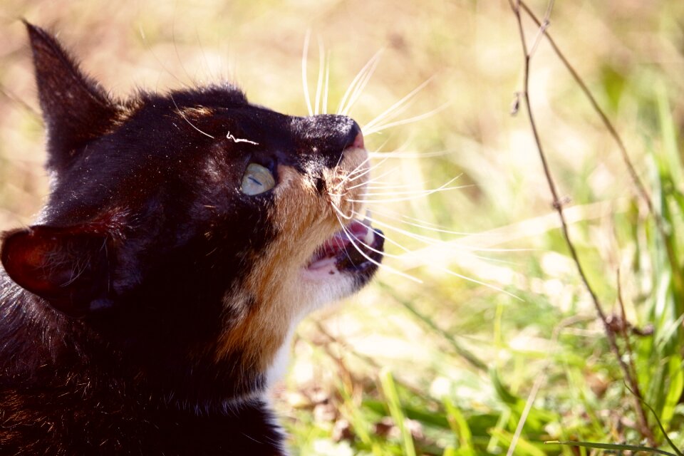 Domestic cat three coloured lucky cat