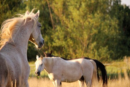 Summer mane mold