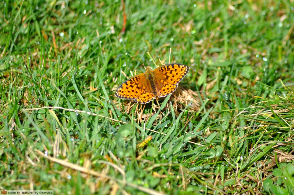 DAM1706 - Argynnis Paphia