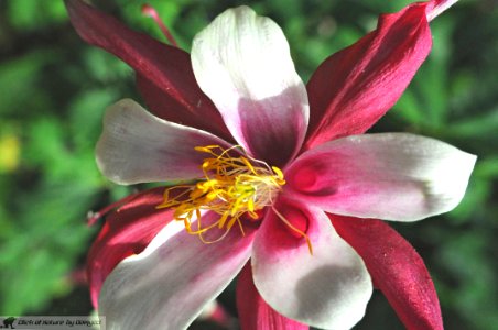 DAM1907 - Aquilegia caerulea var. Red Hobbit