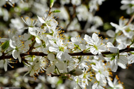 DAM1733 - Prugnolo (Prunus spinosa)