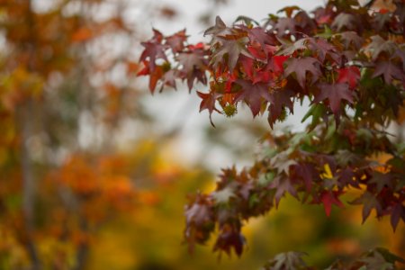 Madrid Otoño