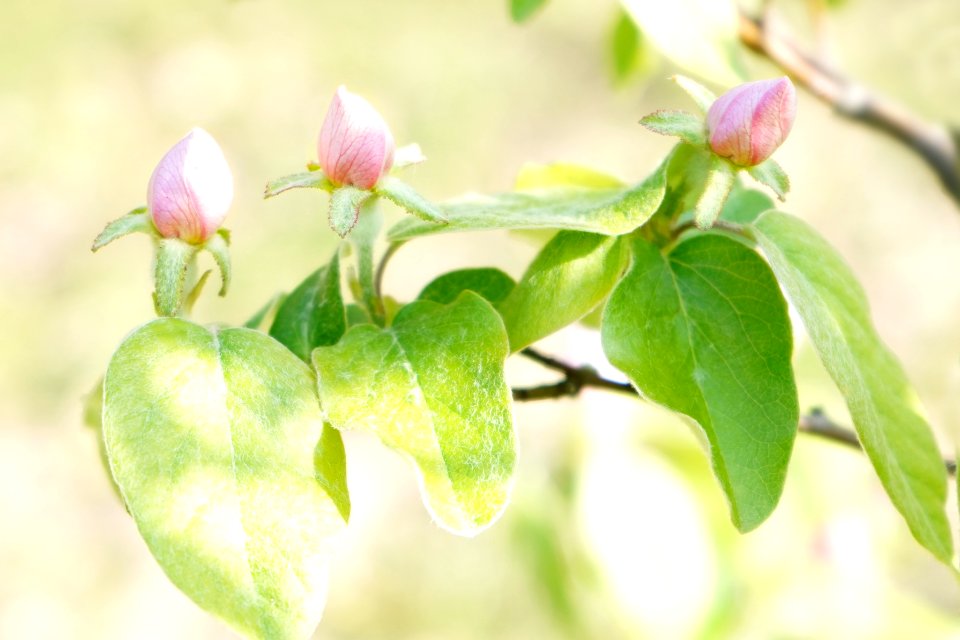 Flowers of quince