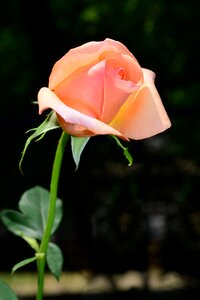Floral romantic decoration