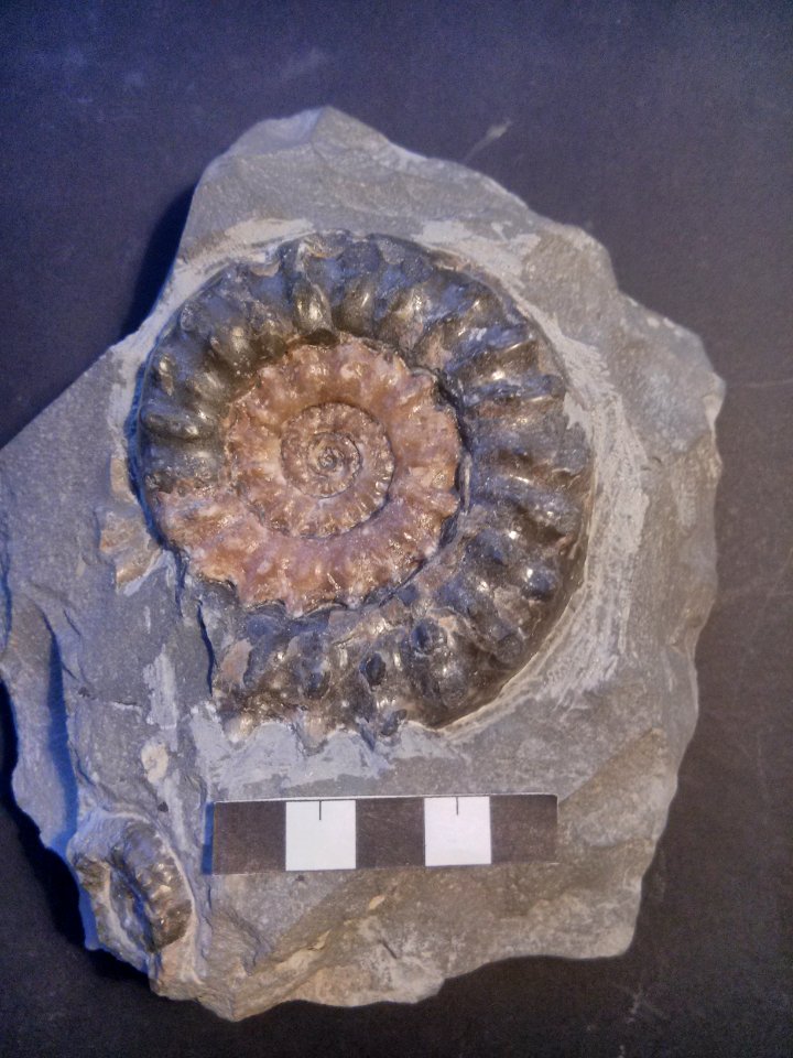 Microderoceras birchi