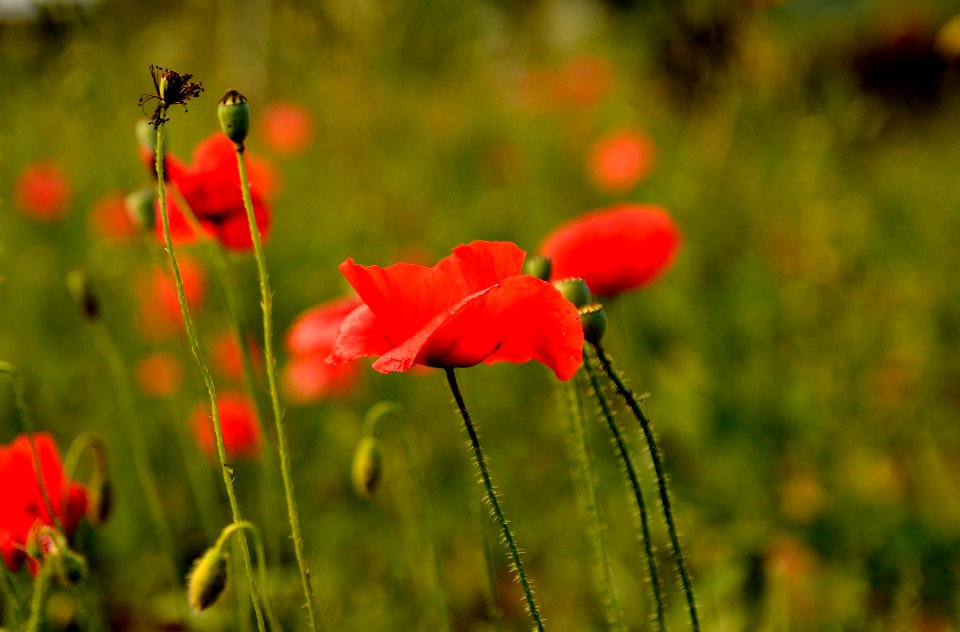 La fin des coquelicots