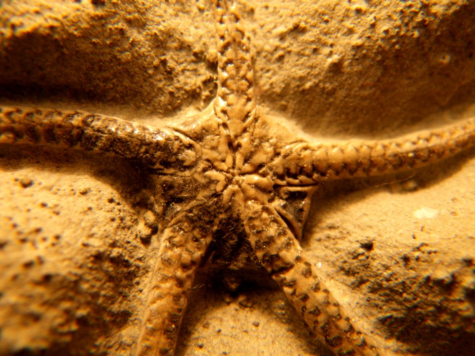 Ophioderma egertoni