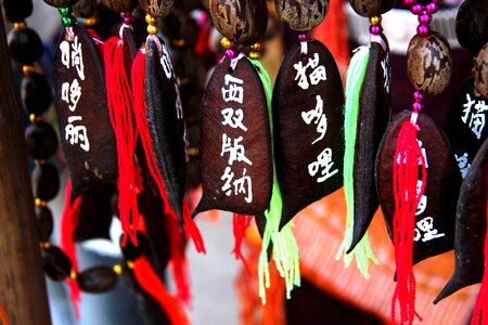 In yunnan province cat duo shooting