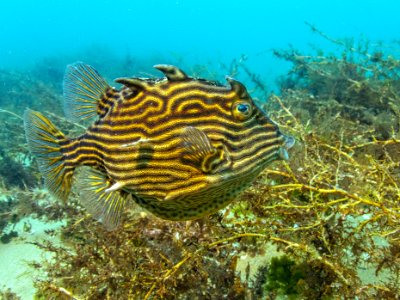 Shaws Cow Fish photo