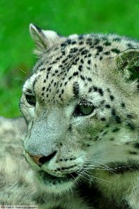 DAM1637 - Leopardo delle Nevi