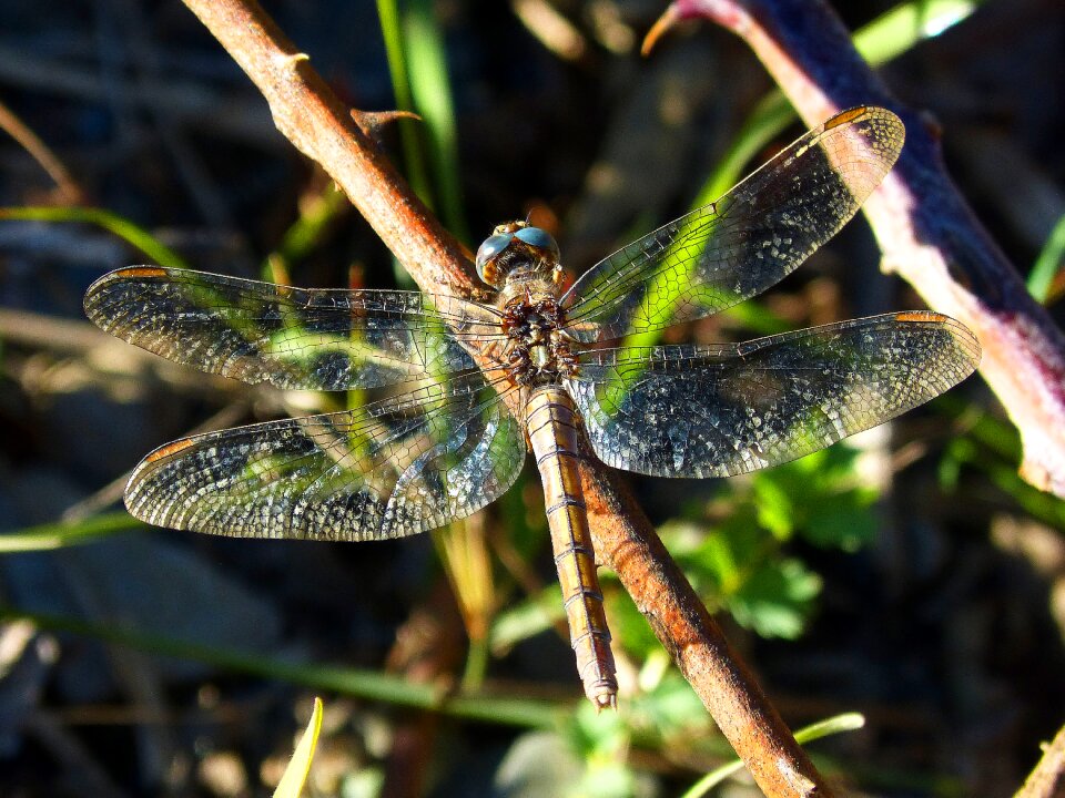 Insect libellulidae bello
