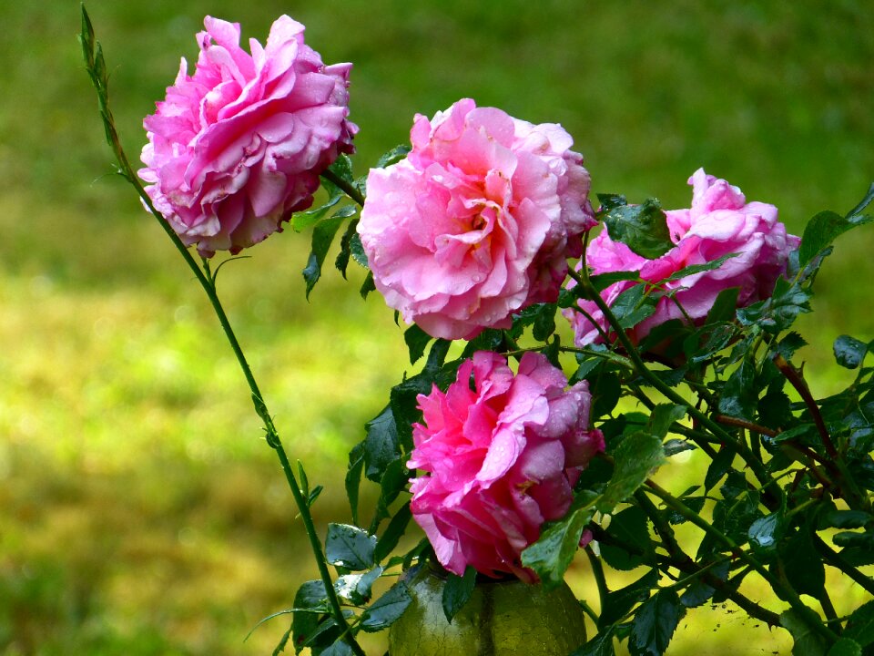Rose bloom pink flowers
