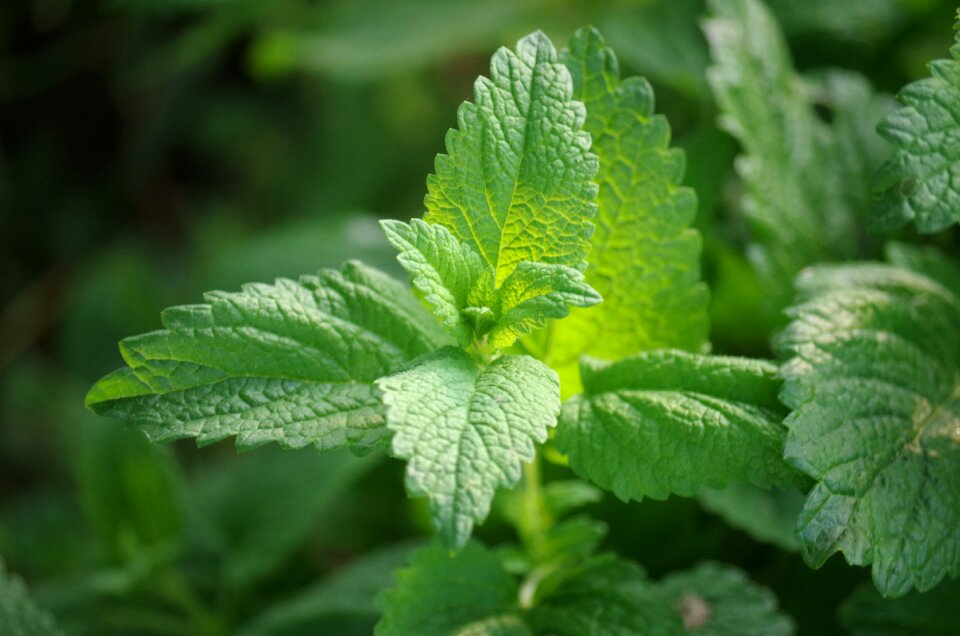 Melissa herb fragrant plant