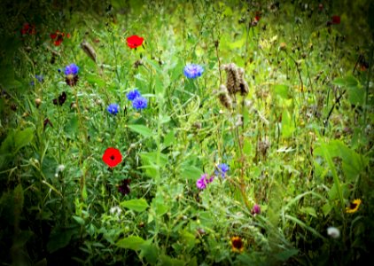 Wild flowers
