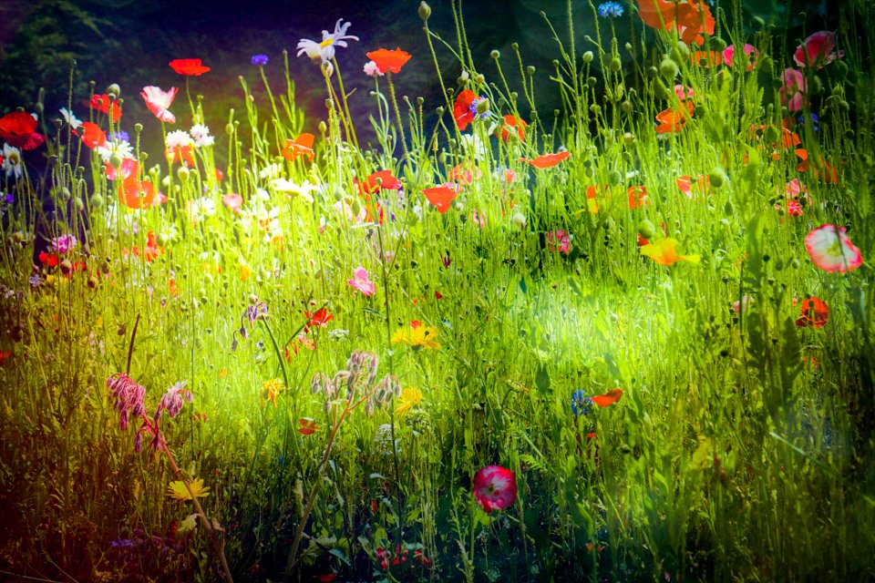 Wild Flower Garden