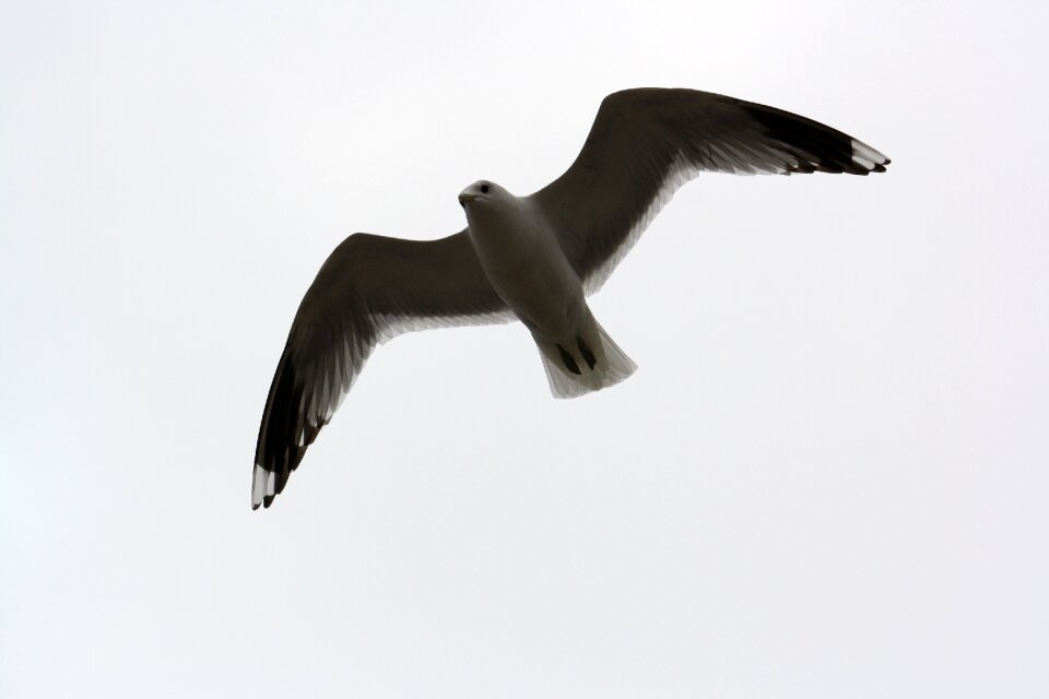 Seagull fly wings outspread