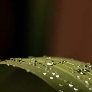 Droplets macro raindrops