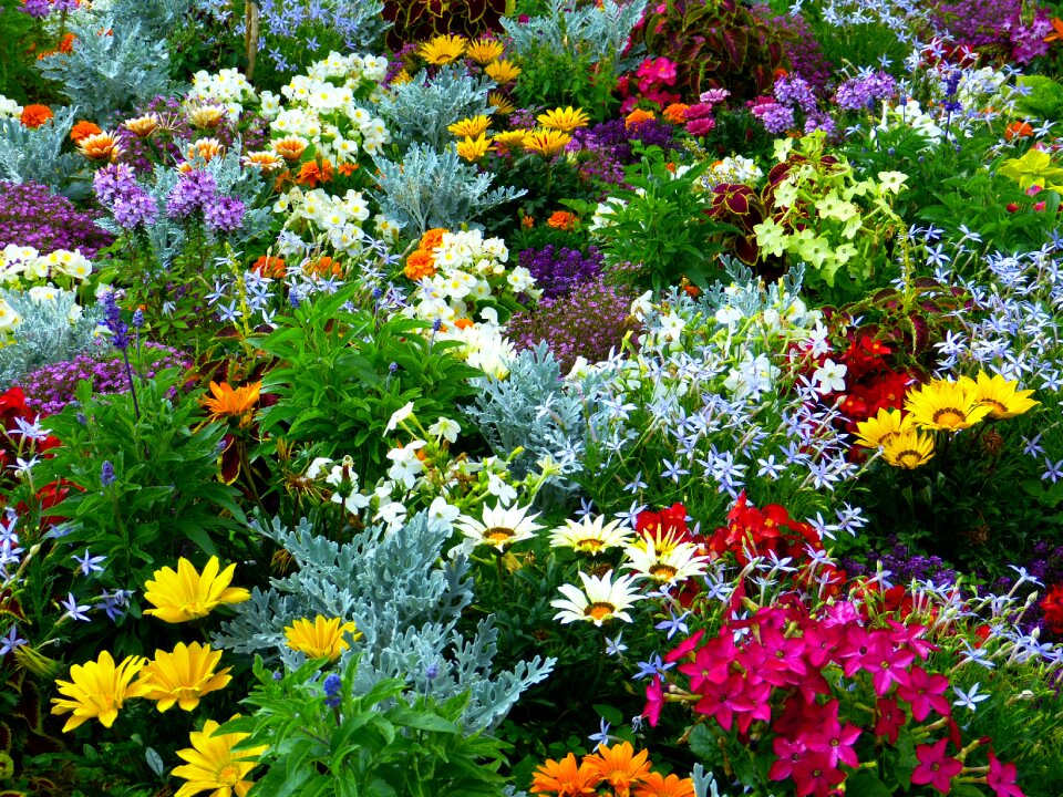 Flowers summer flowers colorful