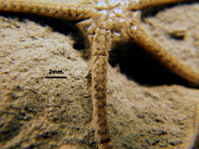 Ophioderma egertoni?