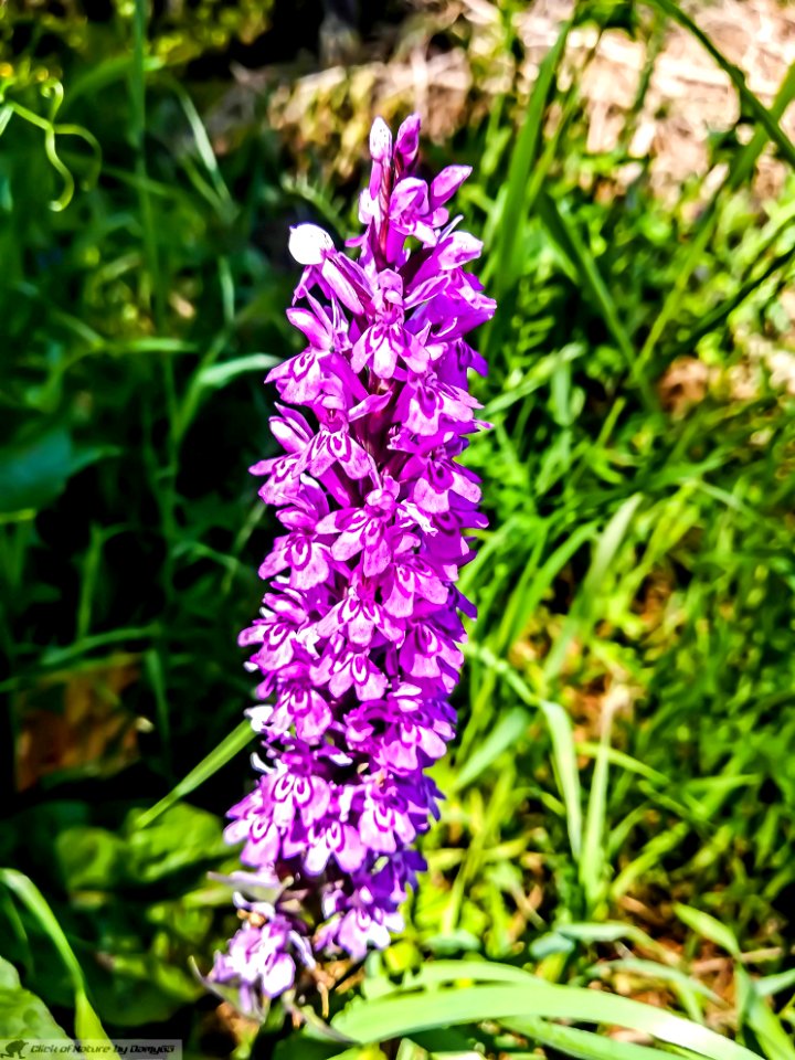 DAM2108 - Dactylorhiza maculata