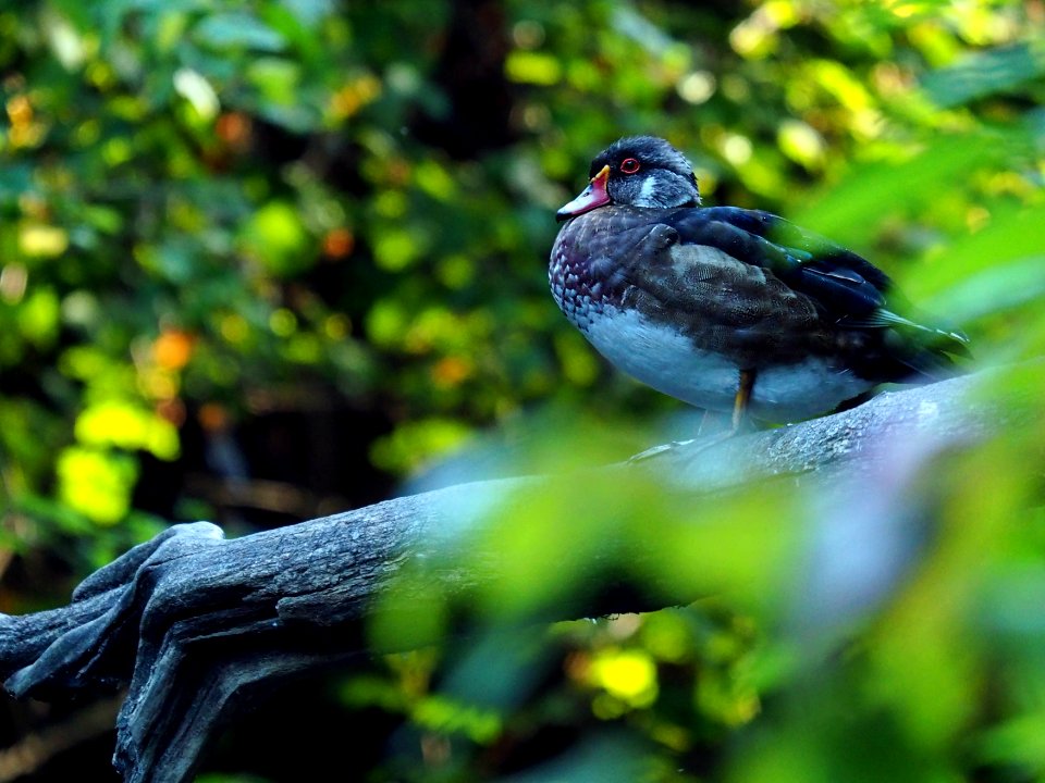 Wood Duck - Millstone River