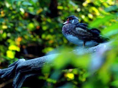 Wood Duck - Millstone River photo