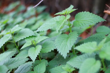 Plant medicinal herb wild herbs