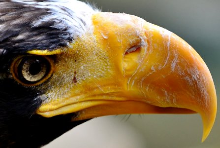 Extreme Eagle Close-up