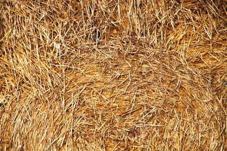 Layered cattle feed harvest