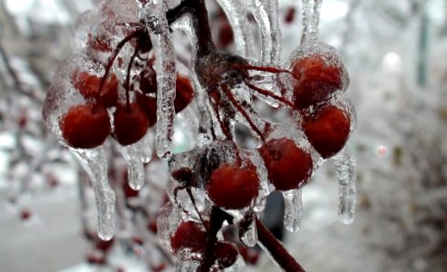 Toronto icestorm fruit