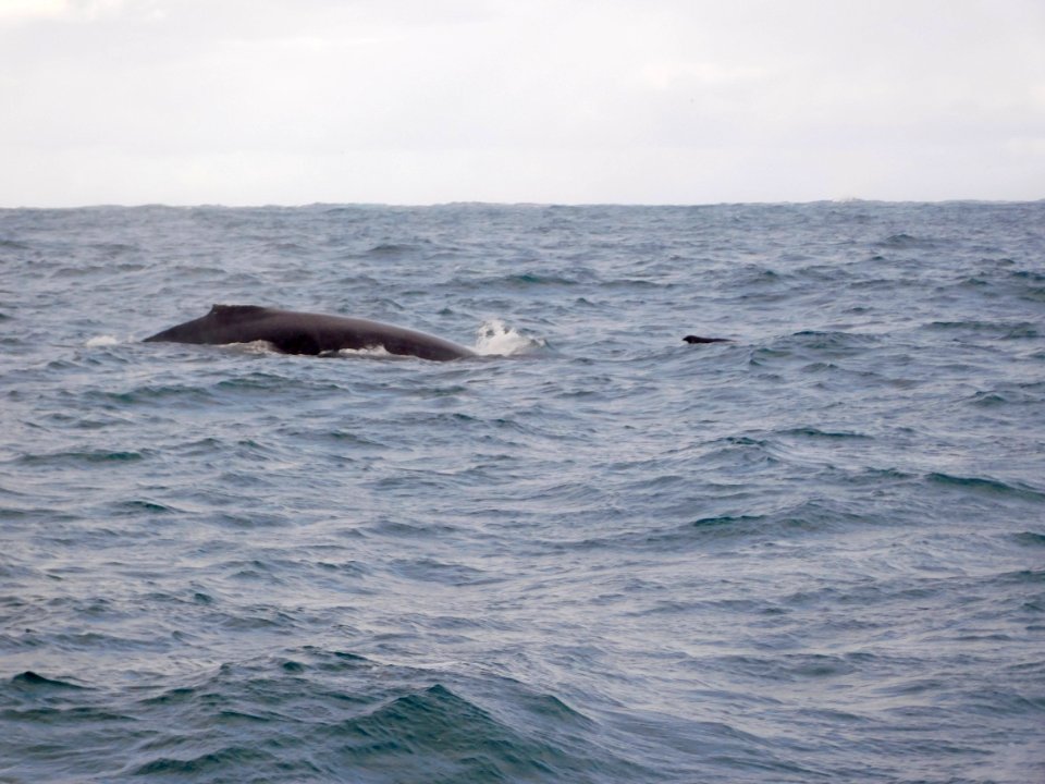 Humpback whales in Augusta