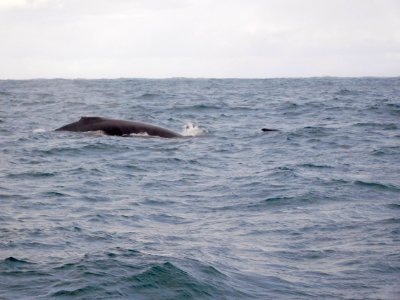 Humpback whales in Augusta