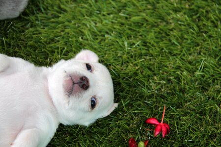 Cute pet breed