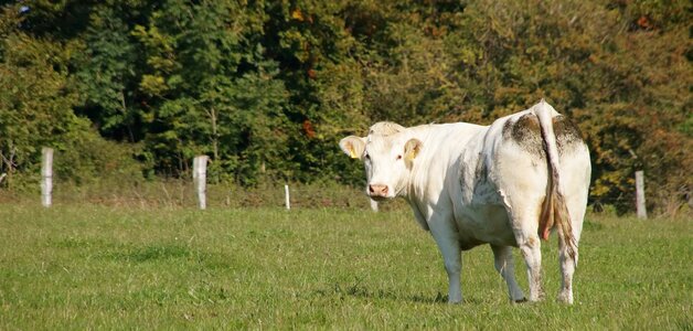 Pasture landscape graze photo