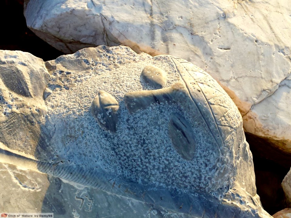 DAM1575 - Faccia di marmo