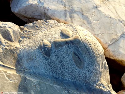 DAM1575 - Faccia di marmo