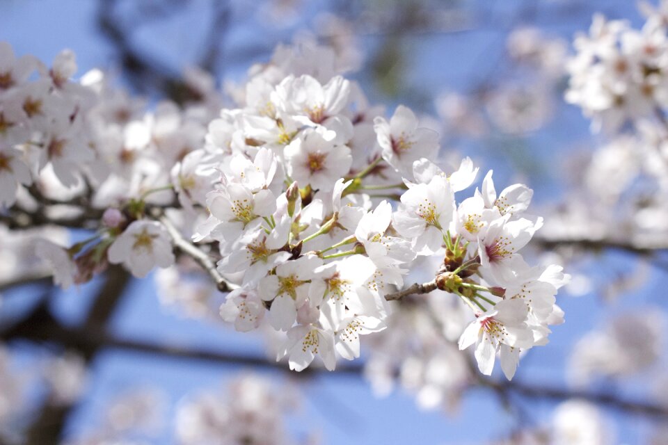 Cherry blossoms cherry flower - Free Stock Photos | Creazilla