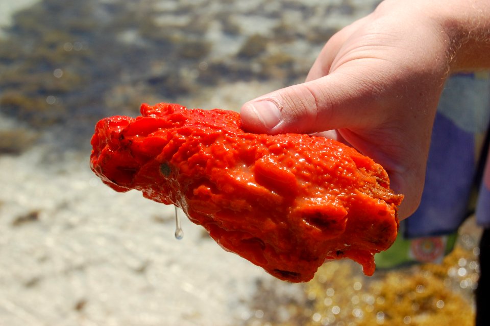 Sea squirt