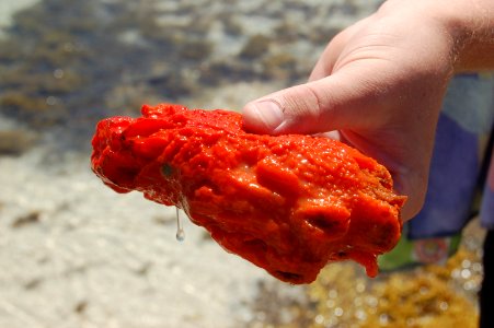 Sea squirt