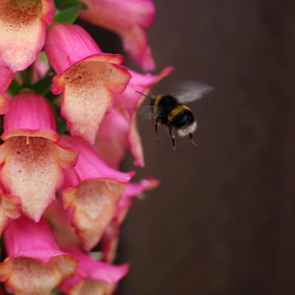 Bumble flower pollen