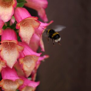 Bumble flower pollen photo